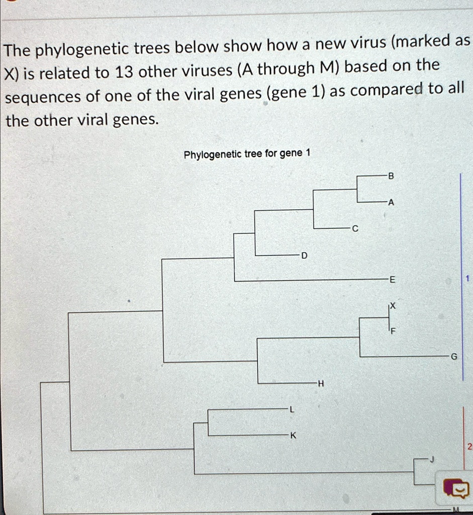 The phylogenetic trees below show how a new virus (marked as X) is ...