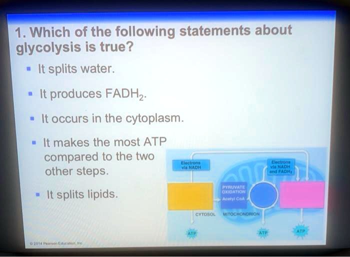Which Of The Following Statements About Glycolysis Is True