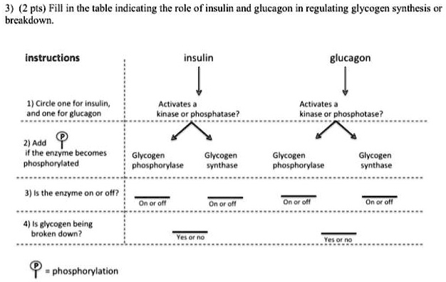 3 2 pts fill in the table indicating the role of insulin and glucagon ...