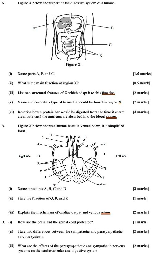 SOLVED: A. Figure x below shows part of the digestive system of a human ...