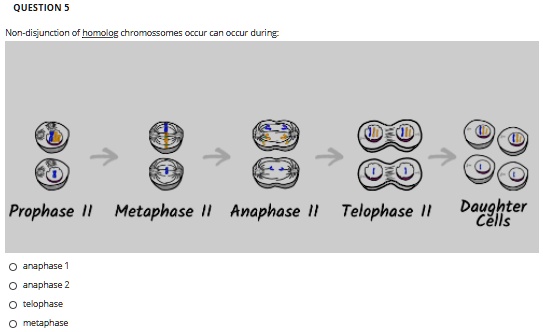 Non-disjunction of homolog chromossomes occur can occur during:

Prophase II Metaphase II Anaphase II Telophase II Daughter Cells

anaphase 1
anaphase 2
telophase
metaphase