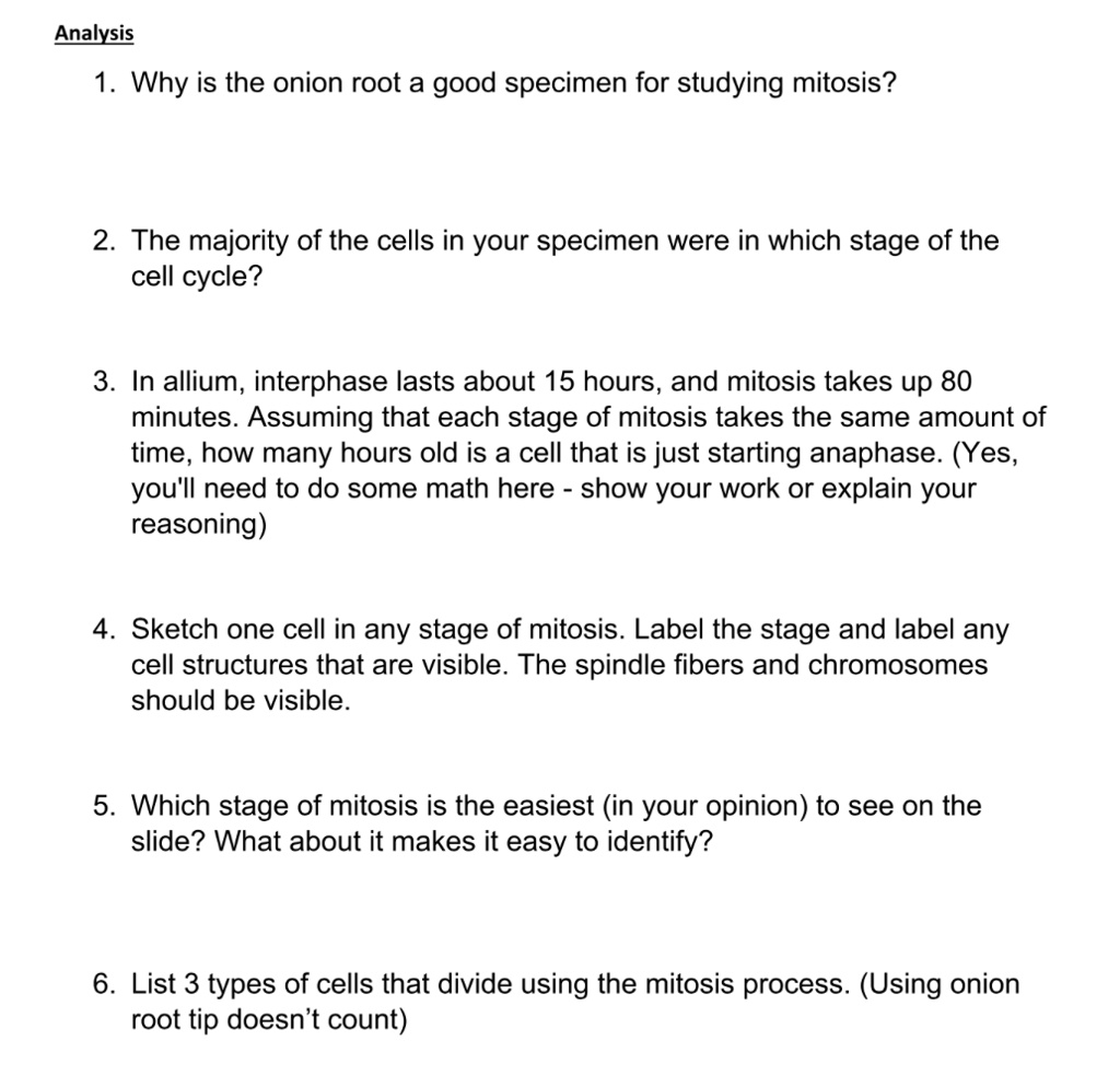 Top Tips for Observing Mitosis Lab, image size:1024x994