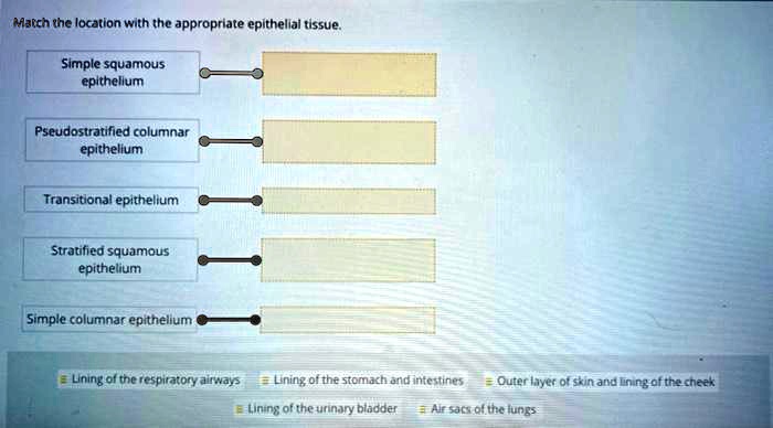 SOLVED: Match the location with the appropriate epithelial tissue