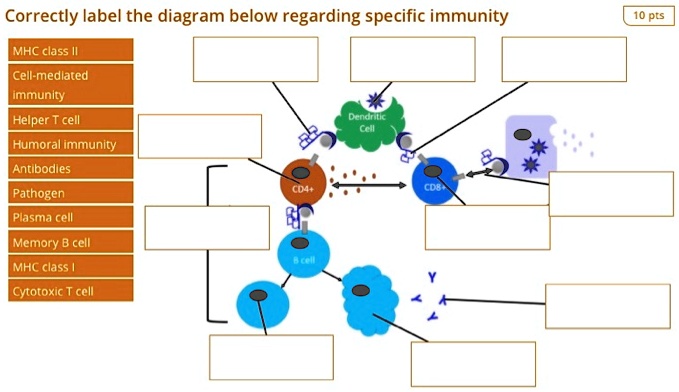 Correctly Order The Steps Involved Cellular Immunity correctly label the diagram below regarding specific immunity mhc class