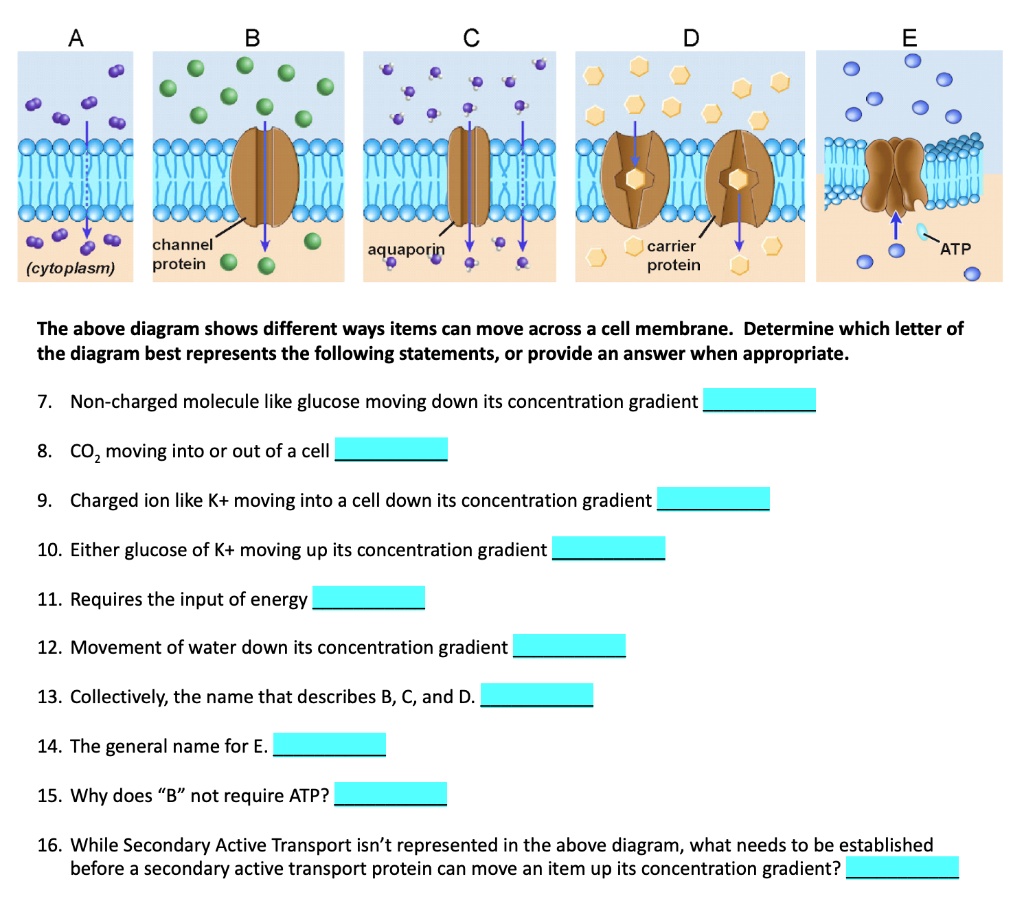 solved-channel-protein-aquaporin-carrier-protein-atp-cytoplasm-the