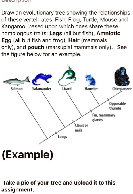 phylogenetic tree vertebrates