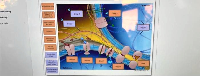 enzymatic activity
attachment to ECM and cytoskeleton
signal reception and relay
transport
intercellular junctions
cell-cell recognition
phospholipid bilayer
fibers of extracellular matrix (ECM)
microfilaments of cytoskeleton
Group 2
Group 1
Group 2
Group 2
Cytoplasm
Group 1
Group 1
Group 1
Group 1
Group 1
Cytoplasm