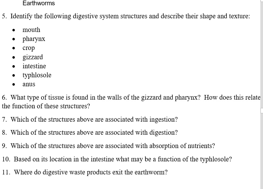 SOLVED Earthworms Identify the following digestive system structures