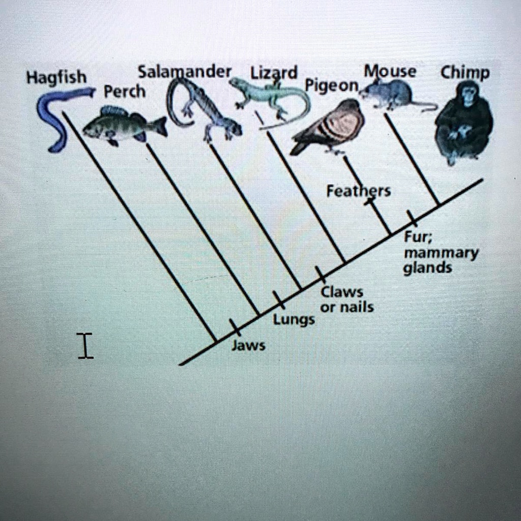 Hagfish Perch Salamander Lizard Pigeon Mouse Chimp Feathers Fur; mammary glands Claws or nails Lungs Jaws