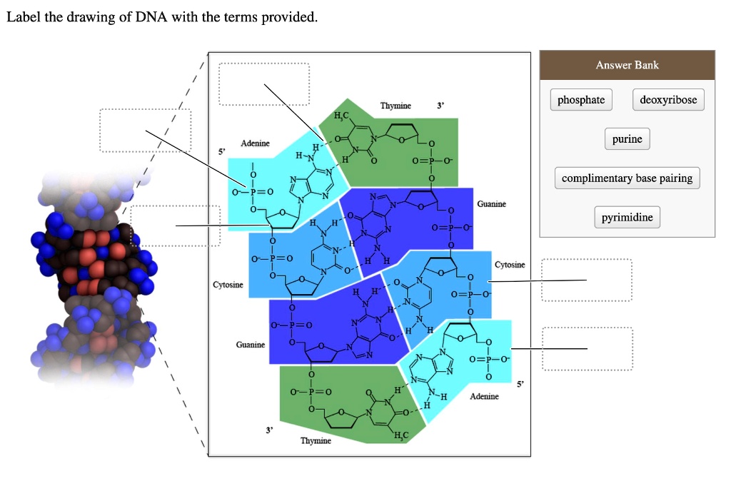 [GET ANSWER] Label the drawing of DNA with the terms provided. Answer ...