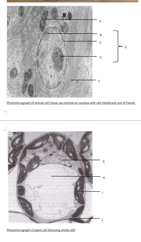 SOLVED: Photomicrograph of animal cell (close-up centred on nucleus ...