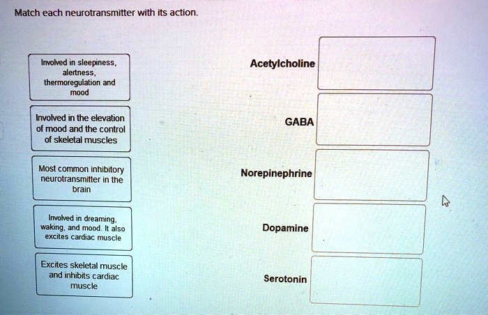 Match each neurotransmitter with its action.

Involved in sleepiness, alertness, thermoregulation and mood

Involved in the elevation of mood and the control of skeletal muscles

Most common inhibitory neurotransmitter in the brain

Involved in dreaming, waking, and mood. It also excites cardiac muscle

Excites skeletal muscle and inhibits cardiac muscle

Acetylcholine

GABA

Norepinephrine

Dopamine

Serotonin