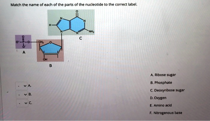 SOLVED:Match the name of each of the parts of the nucleotide to the ...