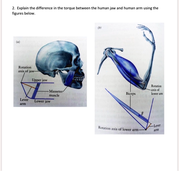 explain the difference in the torque between the human jaw and human ...