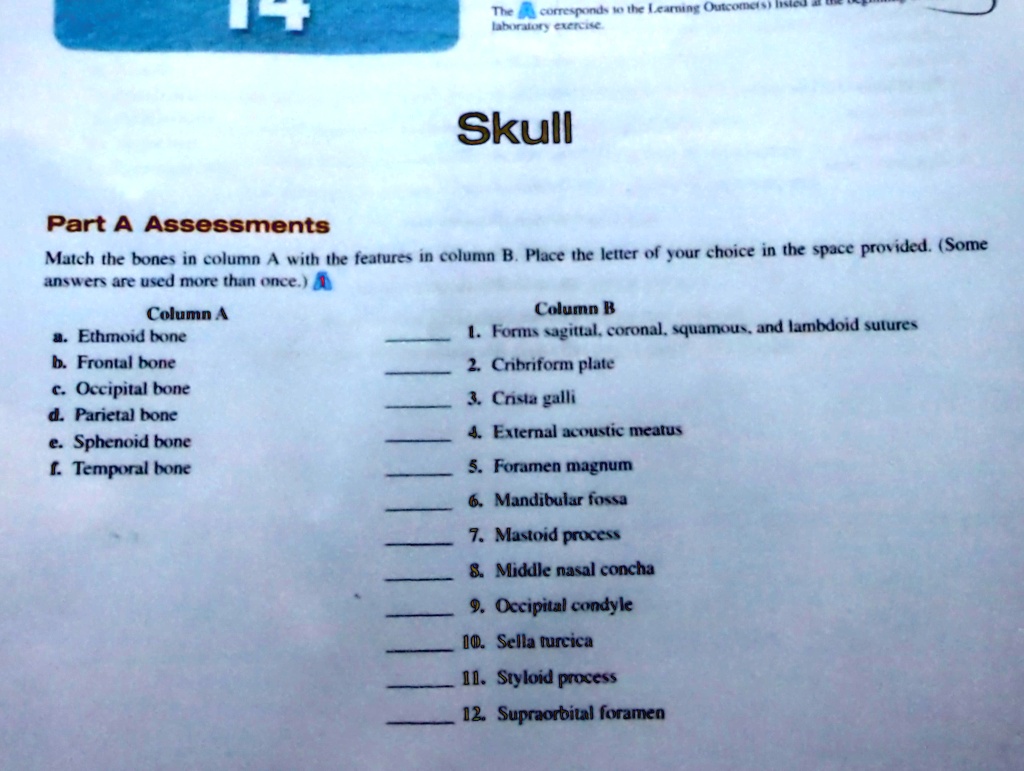 skull part a assessments match the bones in column a with the features in column b place the letter of your choice in the space provided some answers are used more than once column a a ethmo 28342