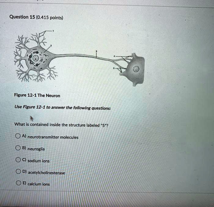 Figure 12-1 The Neuron
Use Figure 12-1 to answer the following questions:
What is contained inside the structure labeled "5"?
A) neurotransmitter molecules
B) neuroglia
C) sodium ions
D) acetylcholinesterase
E) calcium ions