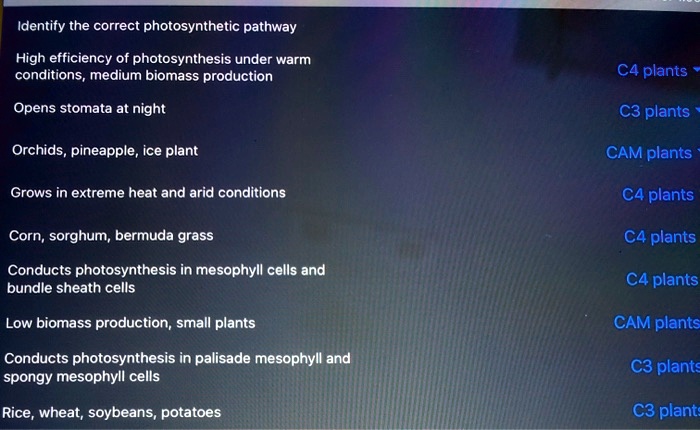 Identify the correct photosynthetic pathway

High efficiency of photosynthesis under warm
conditions, medium biomass production C4 plants

Opens stomata at night C3 plants

Orchids, pineapple, ice plant CAM plants

Grows in extreme heat and arid conditions C4 plants

Corn, sorghum, bermuda grass C4 plants

Conducts photosynthesis in mesophyll cells and
bundle sheath cells C4 plants

Low biomass production, small plants CAM plants

Conducts photosynthesis in palisade mesophyll and
spongy mesophyll cells C3 plants

Rice, wheat, soybeans, potatoes C3 plants