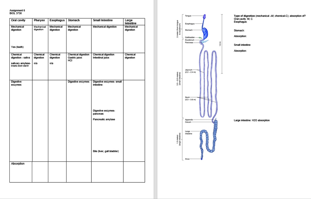 SOLVED Type of digestion (mechanical M; chemical C); absorption of