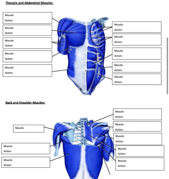 SOLVED: please help label thank you Thoracic and Abdominal Muscles ...