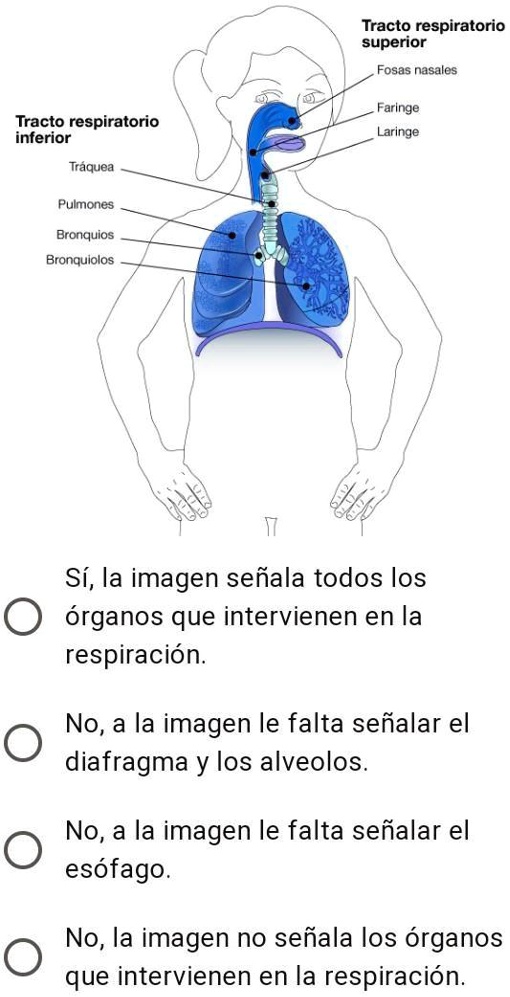 SOLVED: ¿Señala todas las estructuras que intervienen en la respiración ...