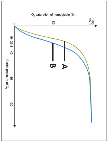 Solved The Diagram Below Shows An Oxygen Dissociation Curve For Fetal Hemoglobin And Maternal 