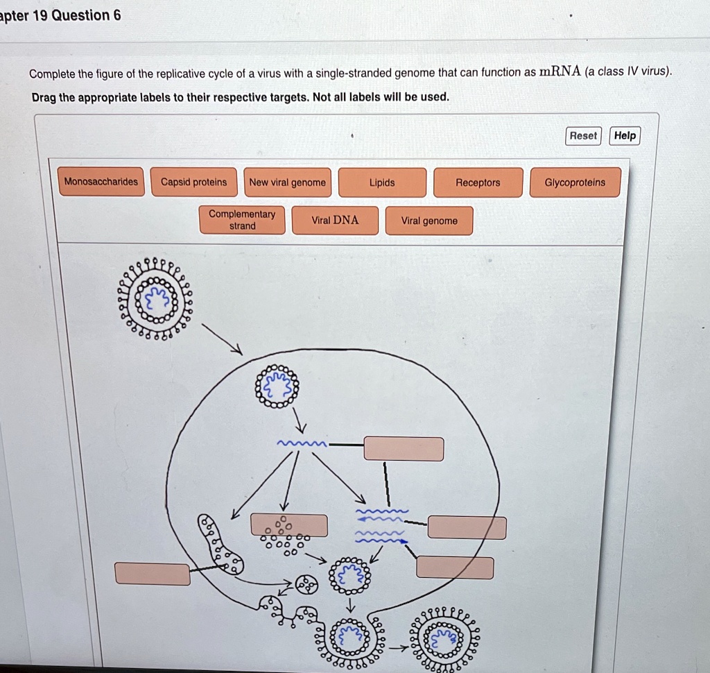 SOLVED: 'pter 19 Question 6 Complete the figure of the replicative