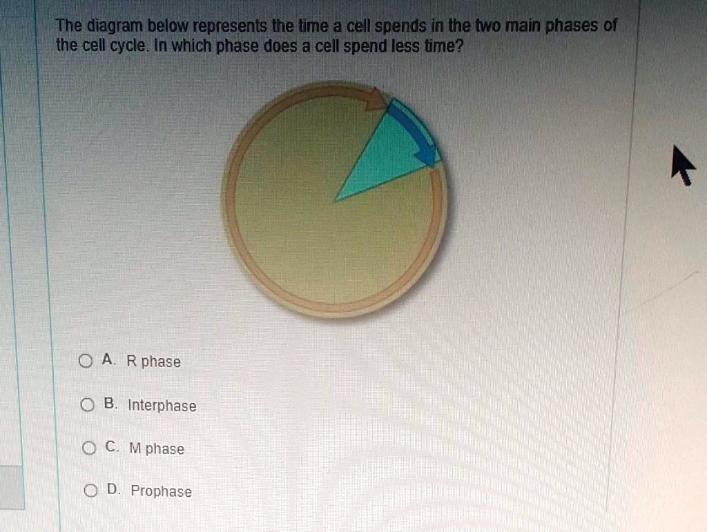 SOLVED: The diagram below represents the time a cell spends in the two ...