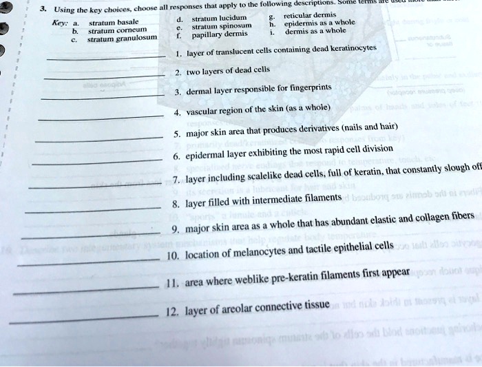 SOLVED: Key: a. stratum basale b. stratum corneum c. stratum granulosum ...