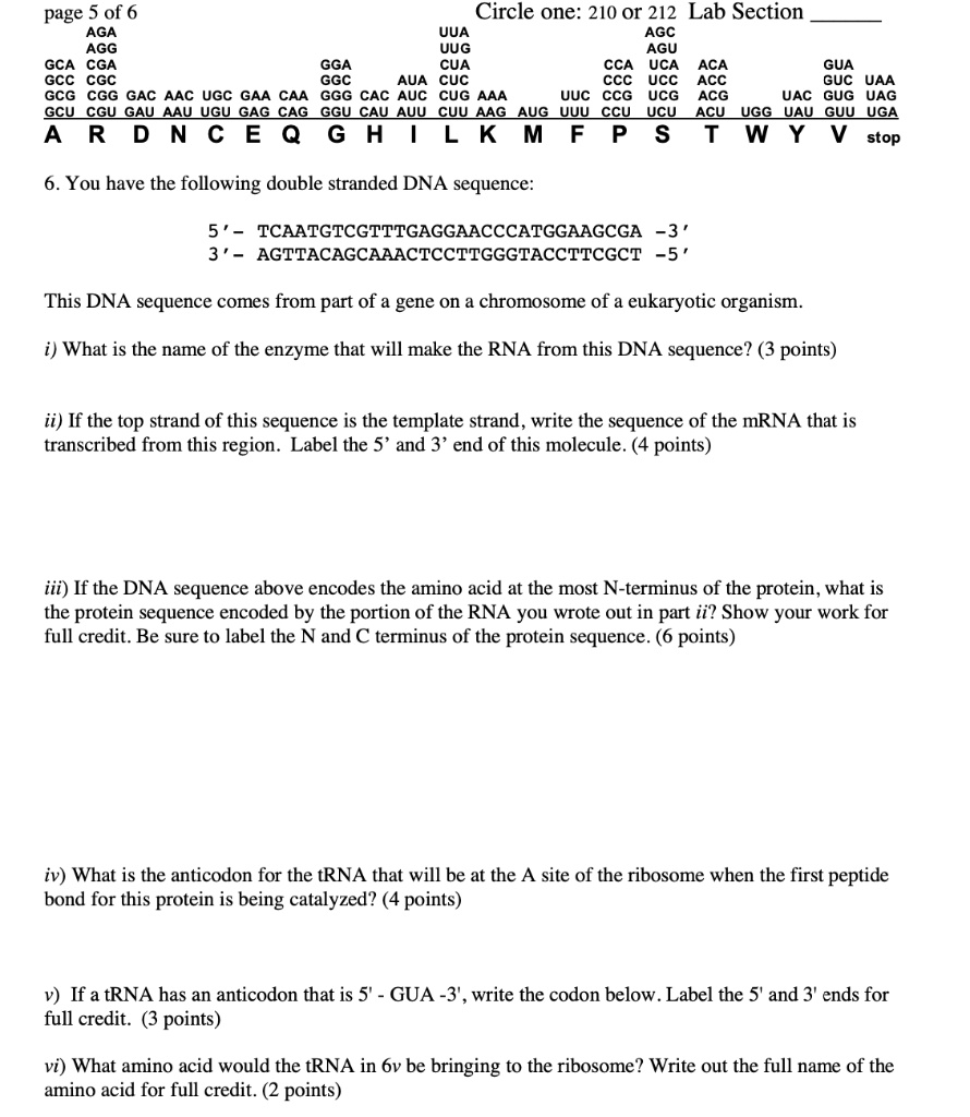 Circle one: 210 or 212 Lab Section 
AGA UUA AGC
AGG UUG AGU
GCA CGA GGA CUA CCA UCA ACA GUA
GCC CGC GGC AUA CUC CCC UCC ACC GUC UAA
GCG CGG GAC AAC UGC GAA CAA GGG CAC AUC CUG AAA UUC CCG UCG ACG UAC GUG UAG
GCU CGU GAU AAU UGU GAG CAG GGU CAU AUU CUU AAG AUG UUU CCU UCU ACU UGG UAU GUU UGA
A R D N C E Q G H I L K M F P S T W Y V stop

6. You have the following double stranded DNA sequence:

5' - TCAATGTCGTTTGAGGAACCCATGGAAGCGA -3'
3' - AGTTACAGCAAACTCCTTGGGTACCTTCGCT -5'

This DNA sequence comes from part of a gene on a chromosome of a eukaryotic organism.

i) What is the name of the enzyme that will make the RNA from this DNA sequence? (3 points)

ii) If the top strand of this sequence is the template strand, write the sequence of the mRNA that is transcribed from this region. Label the 5' and 3' end of this molecule. (4 points)

iii) If the DNA sequence above encodes the amino acid at the most N-terminus of the protein, what is the protein sequence encoded by the portion of the RNA you wrote out in part ii? Show your work for full credit. Be sure to label the N and C terminus of the protein sequence. (6 points)

iv) What is the anticodon for the tRNA that will be at the A site of the ribosome when the first peptide bond for this protein is being catalyzed? (4 points)

v) If a tRNA has an anticodon that is 5' - GUA -3', write the codon below. Label the 5' and 3' ends for full credit. (3 points)

vi) What amino acid would the tRNA in 6v be bringing to the ribosome? Write out the full name of the amino acid for full credit. (2 points)