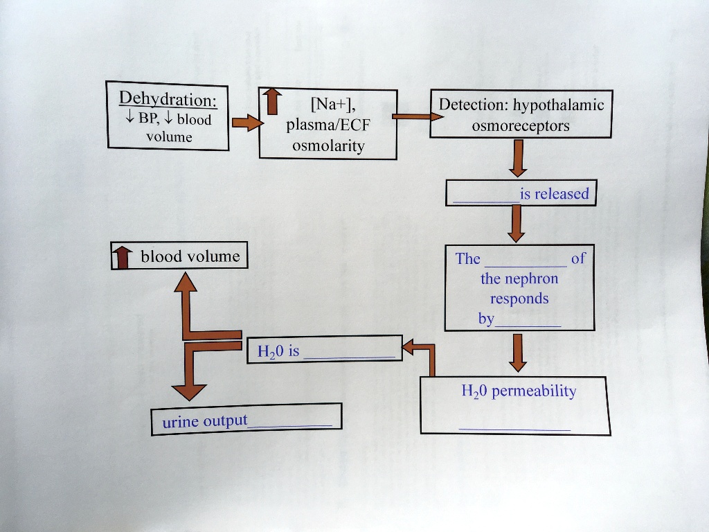 Dehydration BP; blood volume [Na+] plasma/ECF osmolarity Detection