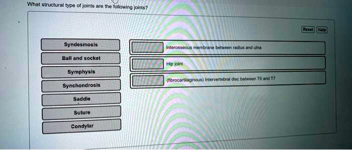 SOLVED: What structural type of joints are the following joints ...