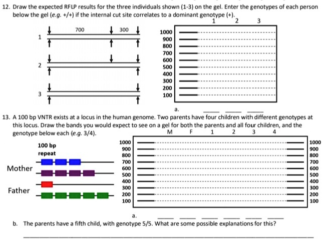 12. Draw the expected RFLP results for the three individuals shown (1-3) on the gel. Enter the genotypes of each person below the gel (e.g. +/+ if the internal cut site correlates to a dominant genotype (+).
700 300
1000
900
800
700
600
500
400
300
200
100
a.
13. A 100 bp VNTR exists at a locus in the human genome. Two parents have four children with different genotypes at this locus. Draw the bands you would expect to see on a gel for both the parents and all four children, and the genotype below each (e.g. 3/4).
100 bp repeat
Mother
Father
1000
900
800
700
600
500
400
300
200
100
a.
1000
900
800
700
600
500
400
300
200
100
b. The parents have a fifth child, with genotype 5/5. What are some possible explanations for this?