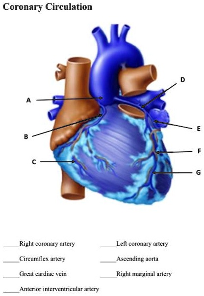 anterior interventricular artery