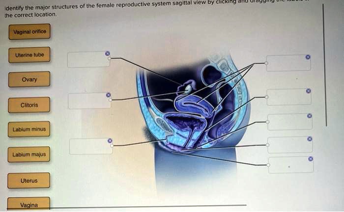 Identify the major structures of the female reproductive...