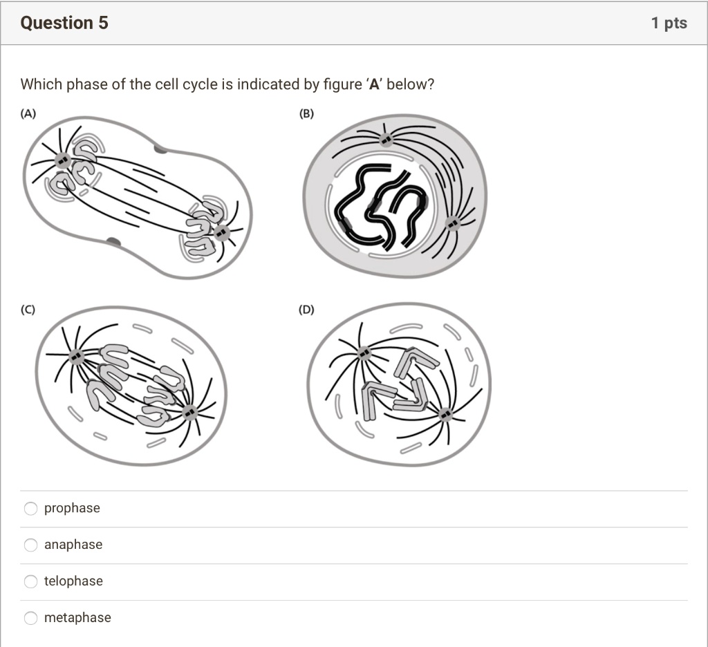 SOLVED:Question 5 pts Which phase of the cell cycle is indicated by ...