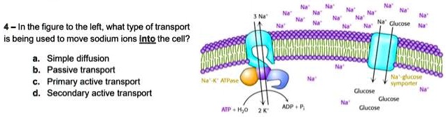 In the figure to the left, what type of transport is being used to move ...