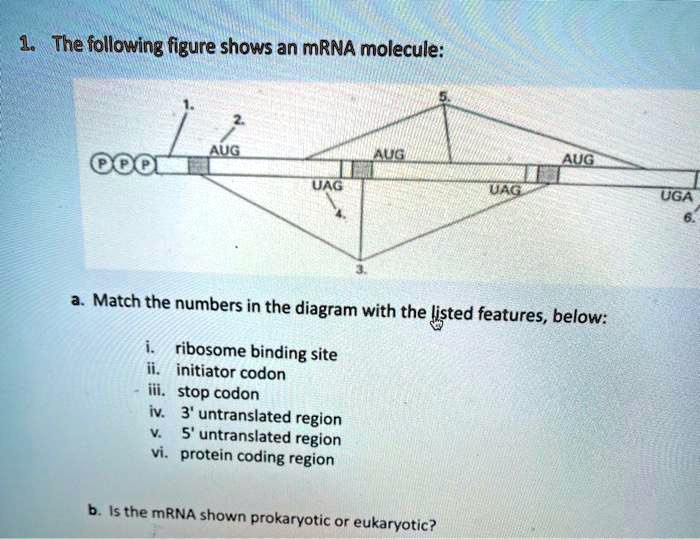SOLVED: The following figure shows an mRNA molecule: AUG AUG UUC AUG ...
