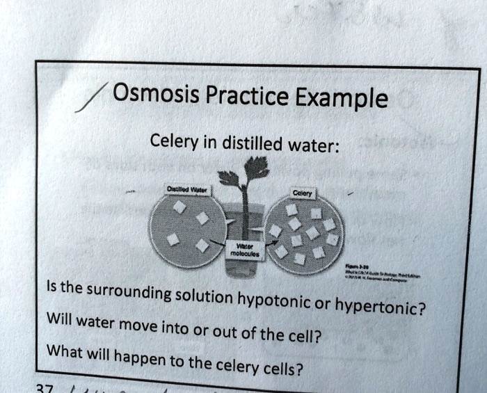 Osmosis Practice Example Celery in distilled water Is the surrounding