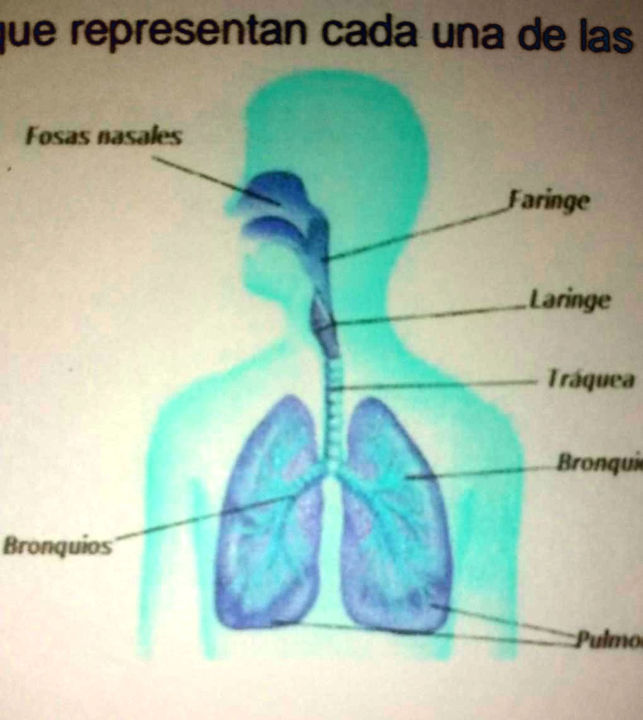 SOLVED: que nivel de organización representa la célula eucariota .... y ...