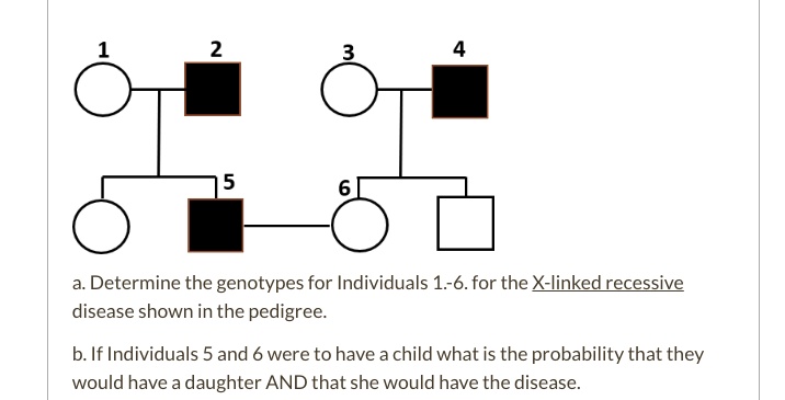 SOLVED: Determine the genotypes for Individuals 1.-6.for the Xlinked ...