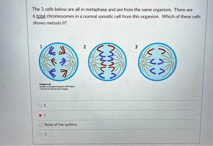 Solved The 3 Cells Below Are All In Metaphase And Are From The Same Organism There Are 6 Total Chromosomes In A Normal Somatic Cell From This Organism Which Of These Cells Shows