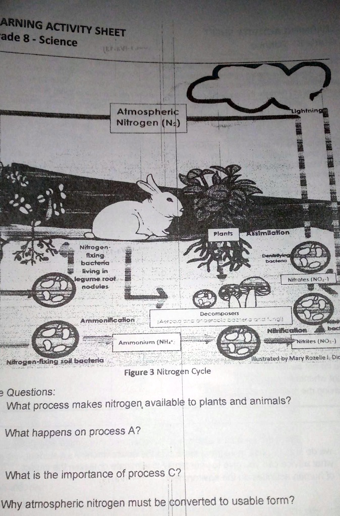 SOLVED: 'Figure 3 Nitrogen Cycle Guide Questions:1. What process makes  nitrogen available to plants and animals? 2 .What happens on process A? 3.  What is the importance of process C? 4. Why