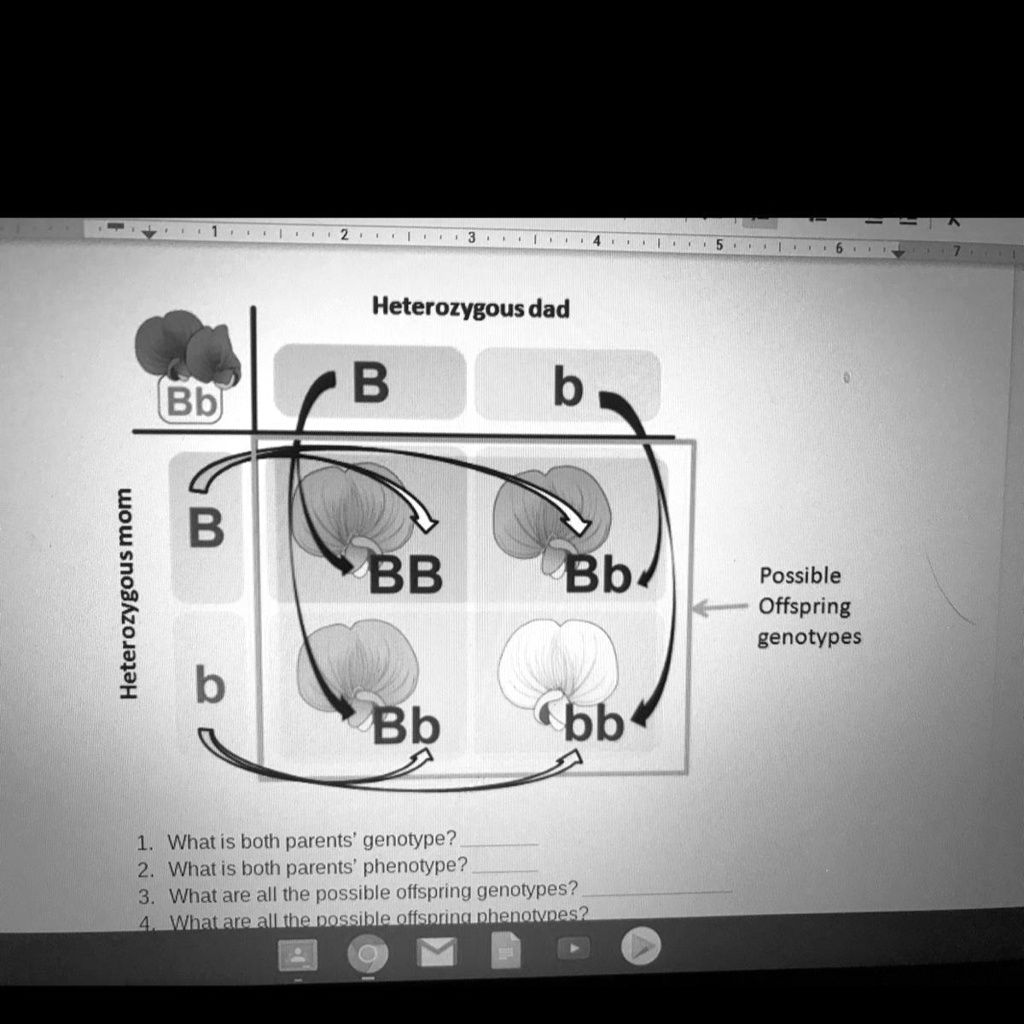 Heterozygous mom
Heterozygous dad
B
Bb
b
B
BB
Bb
Possible
Offspring
genotypes
b
Bb
bb
1. What is both parents' genotype?
2. What is both parents' phenotype?
3. What are all the possible offspring genotypes?
4. What are all the possible offspring phenotypes?