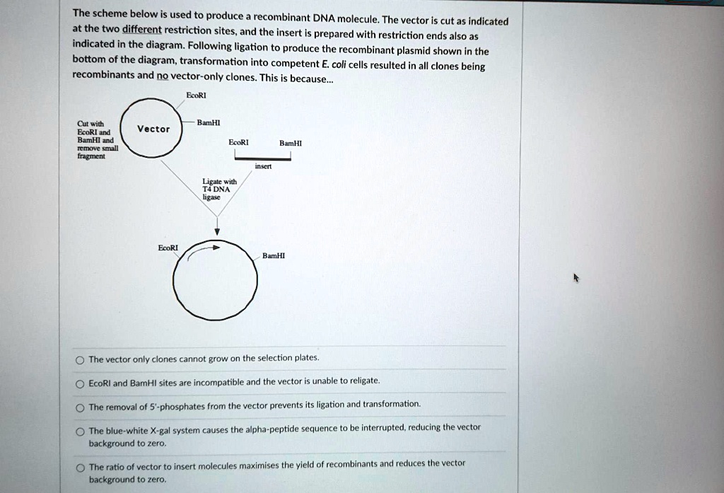 Religate The scheme below is used to produce a recombinant DNA molecule. The ...