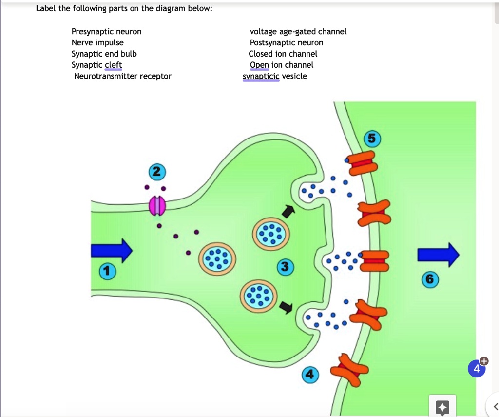 VIDEO solution: 2) Summarize how a typical synapse operates: Label the ...