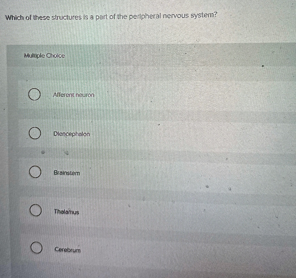 which of these structures is a part of the peripheral nervous system multiple choice afferent neuron diencephalon brainstem thalamus cerebrum 68691