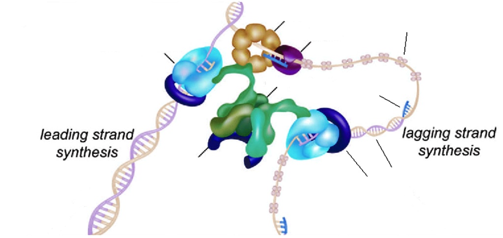 SOLVED: The below figure is a schematic of the E. coli replication fork ...