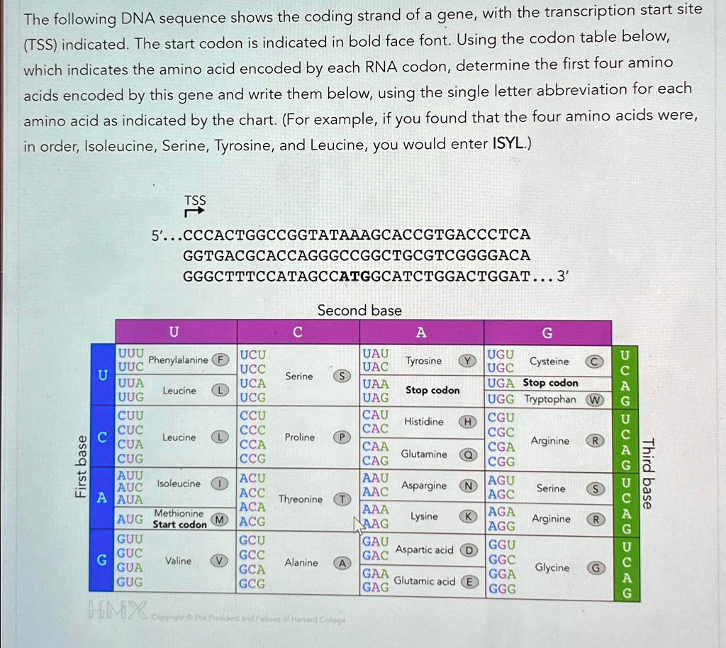 The following DNA sequence shows the coding strand of a gene, with the ...