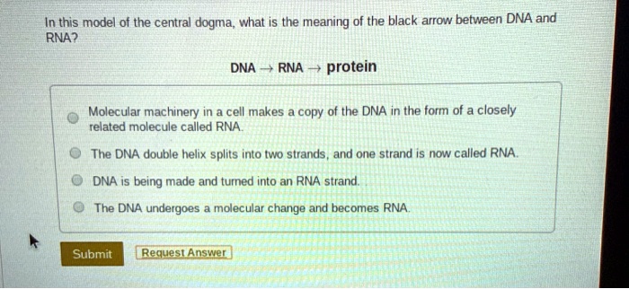 SOLVED: In this model of the central dogma what is the meaning of the ...