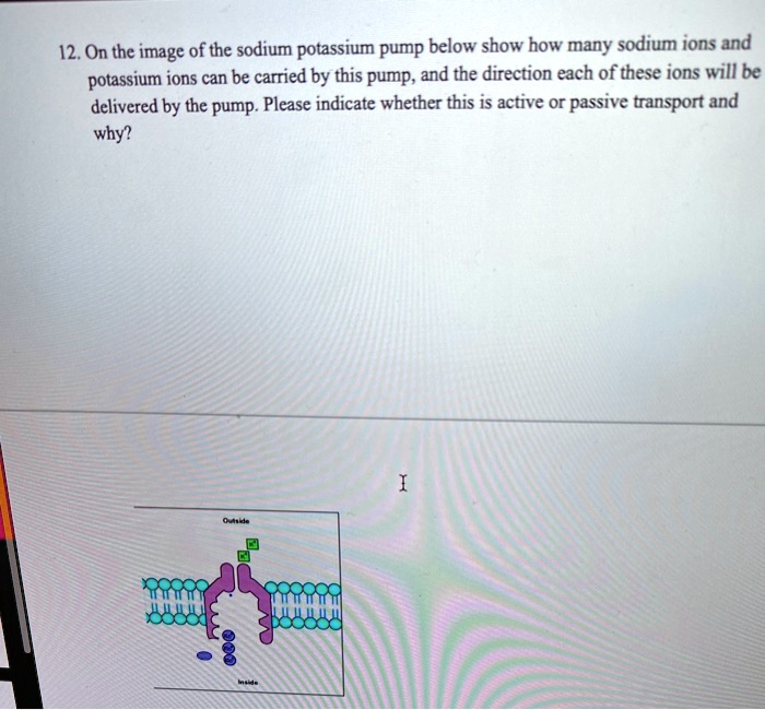 SOLVED: 12. On the image of the sodium potassium pump below show how ...